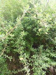 Hibbertia hirticalyx