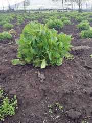 Ullucus tuberosus
