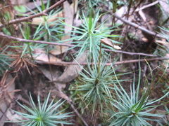 Dawsonia