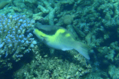 Egghead Parrotfish photo 5