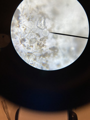 Chytridiomycota