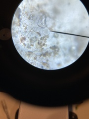 Chytridiomycota