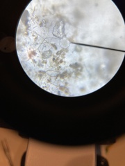 Chytridiomycota