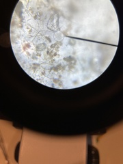 Chytridiomycota
