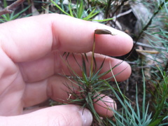 Dawsonia
