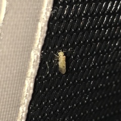 Valenzuela indicator