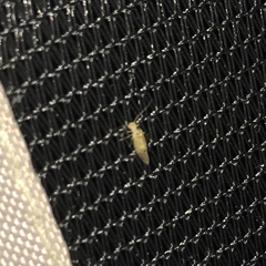 Valenzuela indicator