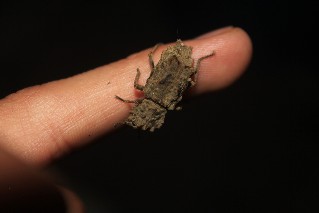 Noserinus furcatus