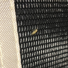 Valenzuela indicator