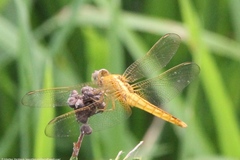 Crocothemis servilia