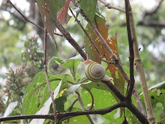 Asperitas colorata