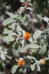 Buddleja marrubiifolia