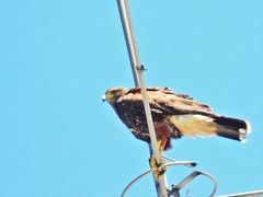 Parabuteo unicinctus