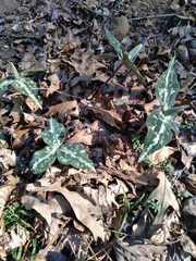 Trillium decipiens