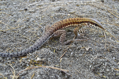 Ameiva praesignis