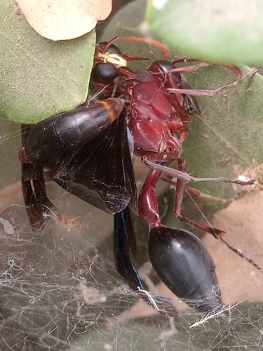 Black Mud Wasp photographed in Nigeria