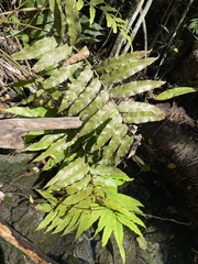 Meniscium reticulatum