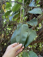 Philodendron consanguineum