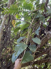 Philodendron consanguineum
