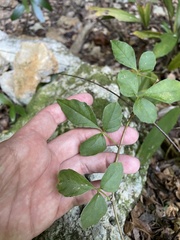 Cissus obovata
