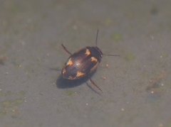 Hydroporus palustris