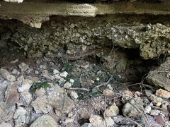 Marcgravia rectiflora