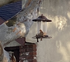 Haemorhous mexicanus