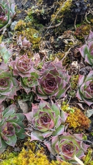 Sempervivum tectorum