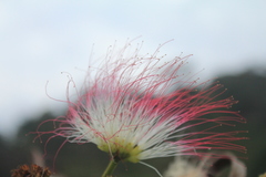Calliandra pittieri