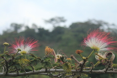 Calliandra pittieri