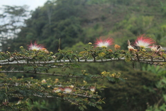 Calliandra pittieri