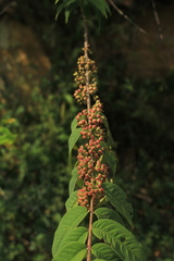 Adenaria floribunda