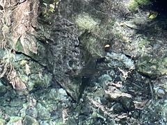 Astronotus ocellatus