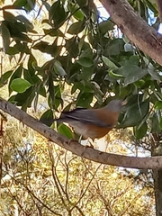 Turdus rufopalliatus