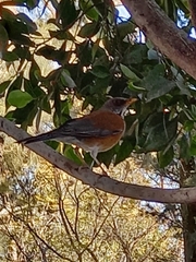 Turdus rufopalliatus
