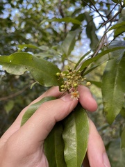 Exothea paniculata