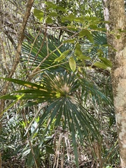 Coccothrinax alta