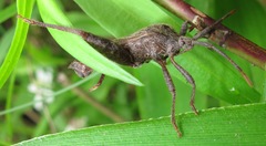 Piezogaster calcarator