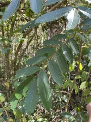 Zanthoxylum caribaeum