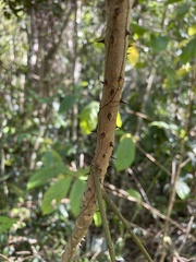 Zanthoxylum caribaeum