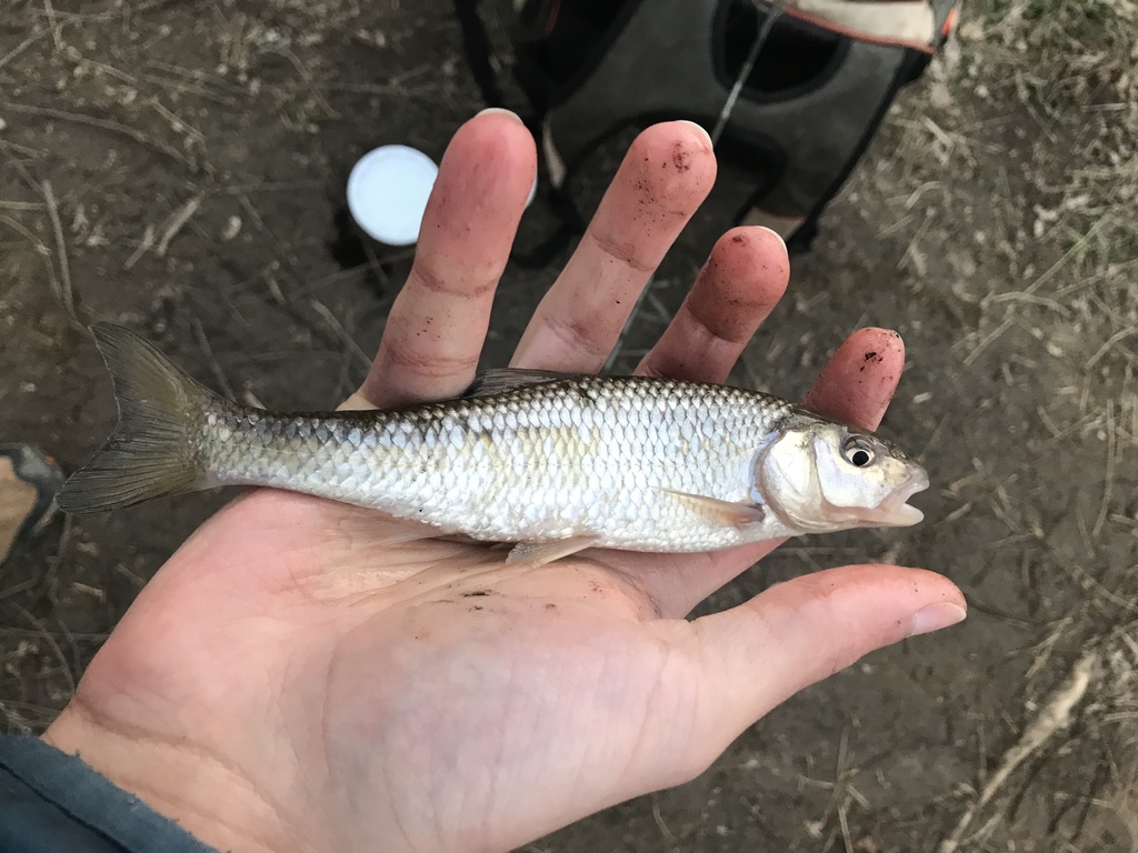 Fallfish from Owen Brown, Columbia, MD, US on February 25, 2021 at 05: ...