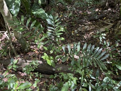 Zamia erosa