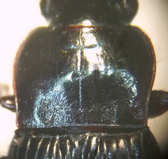 Harpalus atratus
