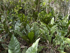 Anthurium crenatum