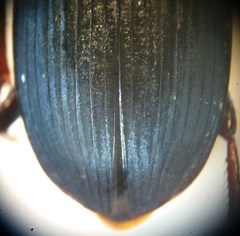 Harpalus atratus