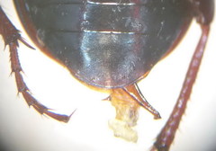 Harpalus atratus