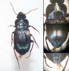 Harpalus atratus