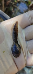 Lithobates spectabilis