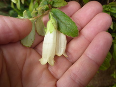 Fieldia australis