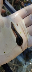 Lithobates spectabilis